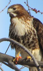 Buteo jamaicensis