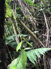 Socratea exorrhiza
