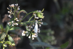 Leptophobia aripa