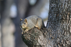 Sciurus niger