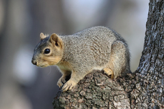 Sciurus niger