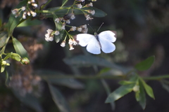 Leptophobia aripa