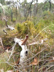 Phonognatha graeffei