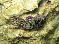 Metopograpsus oceanicus