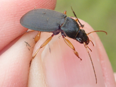 Chlaenius sericeus