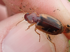 Tanystoma maculicolle