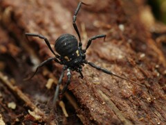 Nemastoma bimaculatum
