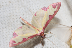 Cadarena pudoraria