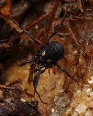 Nemastoma bimaculatum