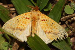 Mylantria xanthospila