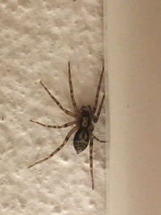Liocranum rupicola