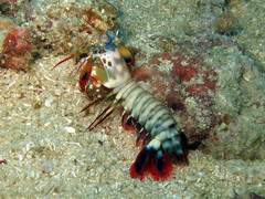 Odontodactylus scyllarus