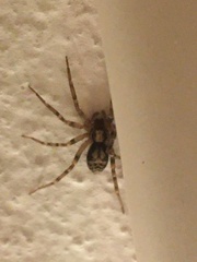 Liocranum rupicola