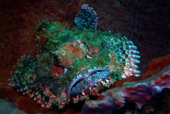 Scorpaenopsis oxycephalus