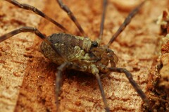 Oligolophus hanseni