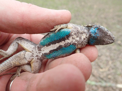 Sceloporus occidentalis