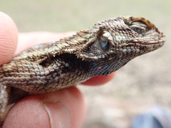 Sceloporus occidentalis