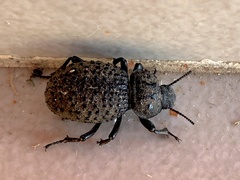 Scotobius pilularius