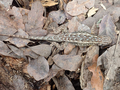 Sceloporus occidentalis
