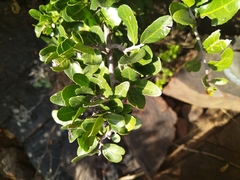 Mystroxylon aethiopicum