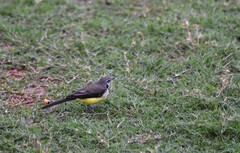 Motacilla flaviventris