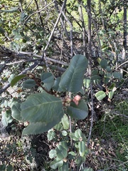 Heteromeles arbutifolia
