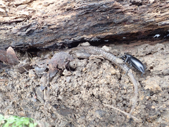 Sceloporus occidentalis