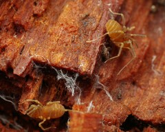 Holoscotolemon querilhaci