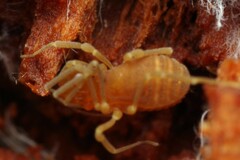 Holoscotolemon querilhaci