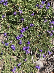 Aptosimum procumbens