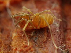 Holoscotolemon querilhaci