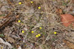 Linum trigynum