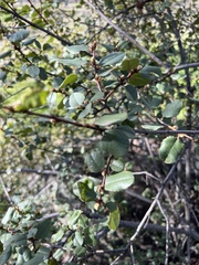 Heteromeles arbutifolia