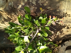 Mystroxylon aethiopicum