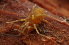 Holoscotolemon querilhaci