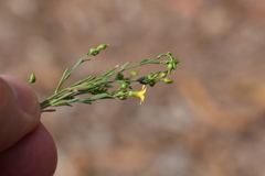 Linum trigynum