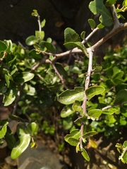 Mystroxylon aethiopicum