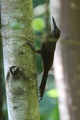 Dendrocolaptes sanctithomae