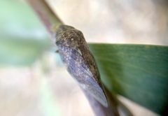 Cephisus siccifolius
