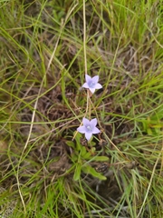 Wahlenbergia undulata