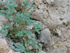 Sarcocapnos enneaphylla