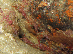 Rhynchocinetes durbanensis