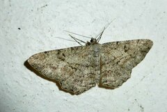 Peribatodes rhomboidaria