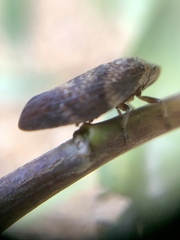 Cephisus siccifolius