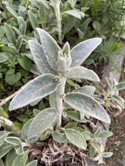 Stachys byzantina