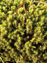 Racomitrium microcarpon