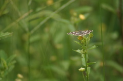 Burnsius orcynoides