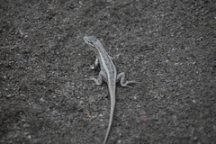 Stenocercus modestus