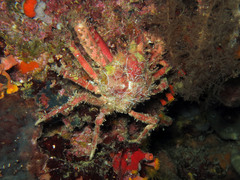 Schizophrys dama