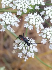 Stenurella bifasciata